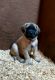 English Mastiff Puppies for sale in Hollow Rock, TN 38342, USA. price: $2,000