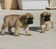 English Mastiff Puppies for sale in Richmond, VA, USA. price: NA