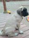 English Mastiff Puppies for sale in Evans, CO, USA. price: NA