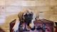 English Mastiff Puppies for sale in Broken Bow, OK 74728, USA. price: $1,000