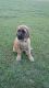 English Mastiff Puppies for sale in Montezuma, GA 31063, USA. price: $1,000