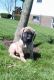 English Mastiff Puppies for sale in Millersburg, OH 44654, USA. price: NA