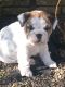 English Mastiff Puppies for sale in Houston, TX, USA. price: NA