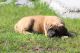 English Mastiff Puppies for sale in Plummer, ID 83851, USA. price: NA