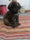 English Mastiff Puppies for sale in Peru, IN 46970, USA. price: NA