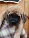 English Mastiff Puppies for sale in Anderson, CA 96007, USA. price: NA