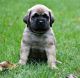 English Mastiff Puppies for sale in Dothan, AL 36301, USA. price: $500