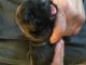 English Mastiff Puppies for sale in Finland, MN 55603, USA. price: $1,000