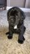 English Mastiff Puppies for sale in Atlanta, GA, USA. price: NA
