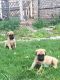 English Mastiff Puppies for sale in Yukon, OK 73099, USA. price: NA