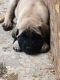 English Mastiff Puppies for sale in Garrison, TX 75946, USA. price: NA