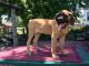 English Mastiff Puppies for sale in Nappanee, IN 46550, USA. price: NA