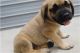 English Mastiff Puppies for sale in Ann Arbor, MI, USA. price: NA