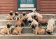 English Mastiff Puppies for sale in Phoenix, AZ, USA. price: NA