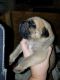 English Mastiff Puppies for sale in Elyria, OH 44035, USA. price: $1,000