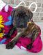 English Mastiff Puppies for sale in Spencerville, IN 46788, USA. price: NA