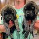 English Mastiff Puppies for sale in Caledonia, MI 49316, USA. price: NA