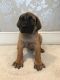 English Mastiff Puppies for sale in New York, NY, USA. price: NA