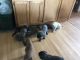 English Mastiff Puppies for sale in Hillman, MI 49746, USA. price: $800