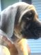 English Mastiff Puppies for sale in Loveland, OH 45140, USA. price: NA