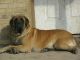 English Mastiff Puppies for sale in Caldwell, TX 77836, USA. price: NA