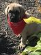 English Mastiff Puppies for sale in Bellville, OH, USA. price: NA