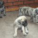 English Mastiff Puppies for sale in Wakeman, OH 44889, USA. price: NA