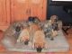 English Mastiff Puppies for sale in Lindrith, NM 87029, USA. price: $1,250