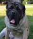 English Mastiff Puppies for sale in West Bloomfield Township, MI, USA. price: NA