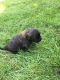 English Mastiff Puppies for sale in Apple Valley, MN 55124, USA. price: NA