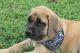 English Mastiff Puppies for sale in Ozark, AR 72949, USA. price: NA