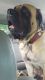 English Mastiff Puppies for sale in Cedar Bluff, VA, USA. price: $700