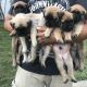 English Mastiff Puppies for sale in Bettendorf, IA, USA. price: $1,200