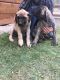 English Mastiff Puppies for sale in Rexford, MT 59930, USA. price: $1,250