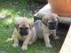 English Mastiff Puppies for sale in Boston, MA, USA. price: $1,000
