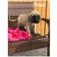 English Mastiff Puppies for sale in Navarre, OH 44662, USA. price: NA