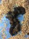 English Mastiff Puppies for sale in Dorton, KY 41537, USA. price: NA