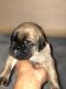 English Mastiff Puppies for sale in Hesperia, CA, USA. price: NA