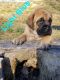 English Mastiff Puppies for sale in 45610 Township Rd 2313, Lewisville, OH 43754, USA. price: NA