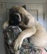 English Mastiff Puppies for sale in Indianapolis, IN, USA. price: $1,300