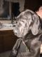 English Mastiff Puppies for sale in Port Clinton, OH 43452, USA. price: NA