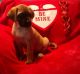 English Mastiff Puppies for sale in Sherrodsville, OH 44675, USA. price: $1,000