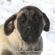 English Mastiff Puppies for sale in Unionville, IA 52594, USA. price: $600