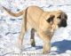 English Mastiff Puppies for sale in Unionville, IA 52594, USA. price: $700