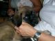 English Mastiff Puppies for sale in Manassas Park City Schools, Manassas Park, VA 20111, USA. price: NA