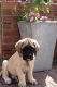 English Mastiff Puppies for sale in Los Angeles, CA, USA. price: NA