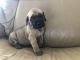 English Mastiff Puppies for sale in Detroit, MI, USA. price: NA