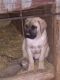 English Mastiff Puppies for sale in Clovis, NM 88101, USA. price: NA