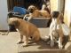 English Mastiff Puppies