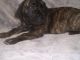 English Mastiff Puppies for sale in Huntsville, TX, USA. price: NA